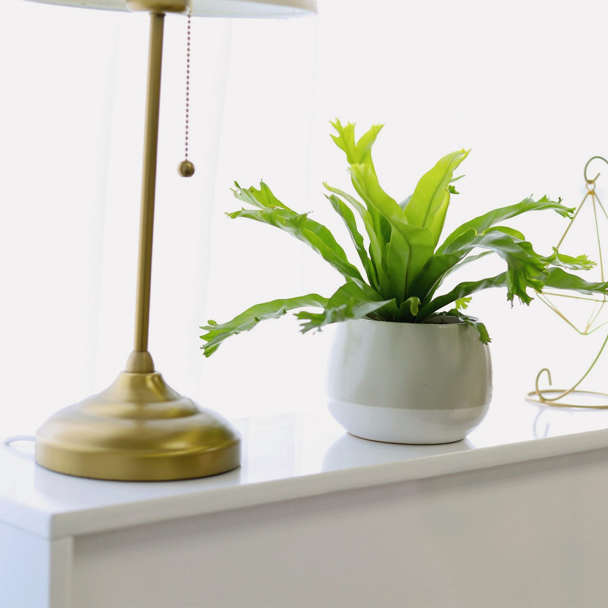 4 inch Crissie Fern houseplant for sale online, Crissie Fern in decorative pot decor ideas