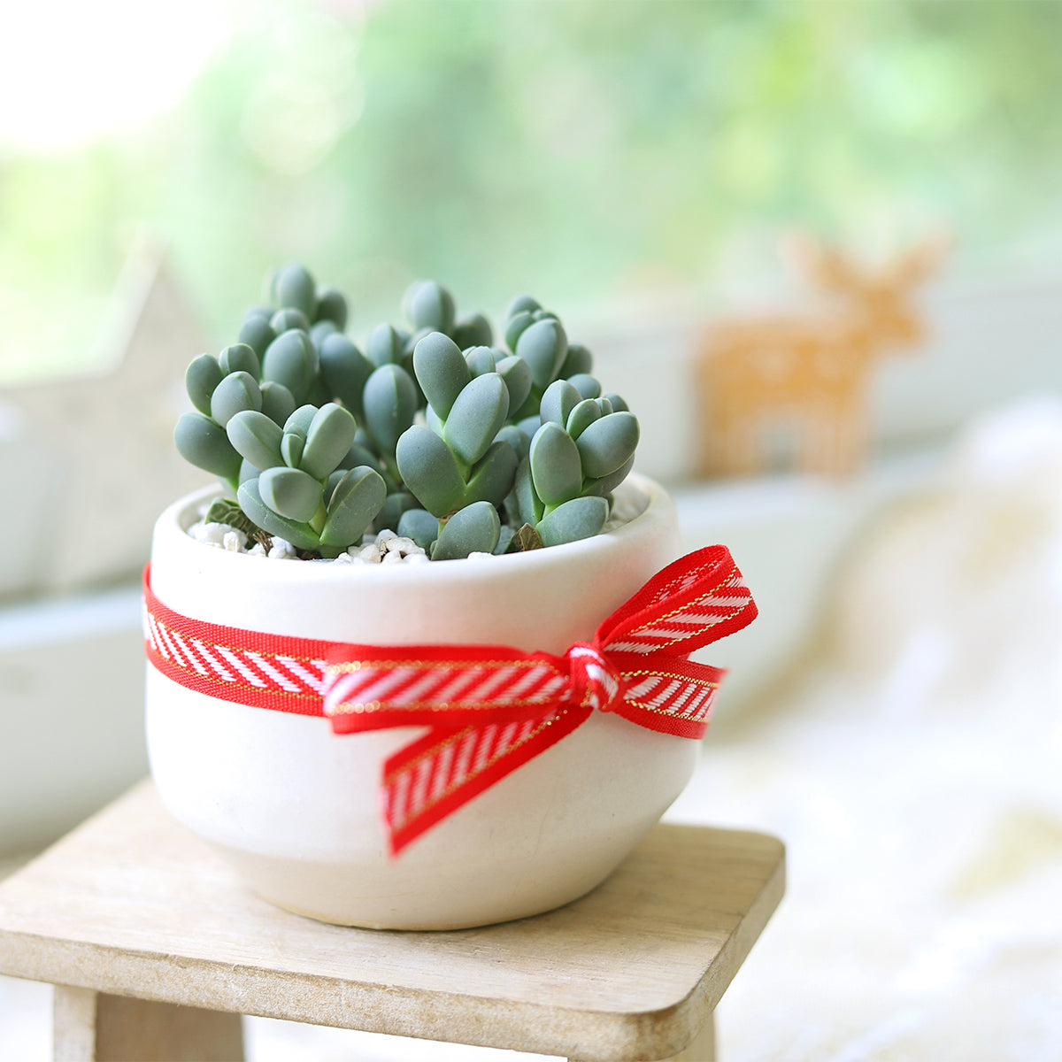 white succulent plant Ice Plant Corpuscularia Lehmannii 2 inch / Bamboo Pot by Succulents Box