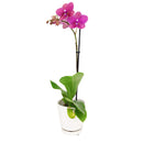 orchid plants, orchid pot, orchid, orchid flowers, orchid pots with holes, live orchid plants, phalaenopsis orchid, pink orchid flowers, how to care for phalaenopsis orchid plants