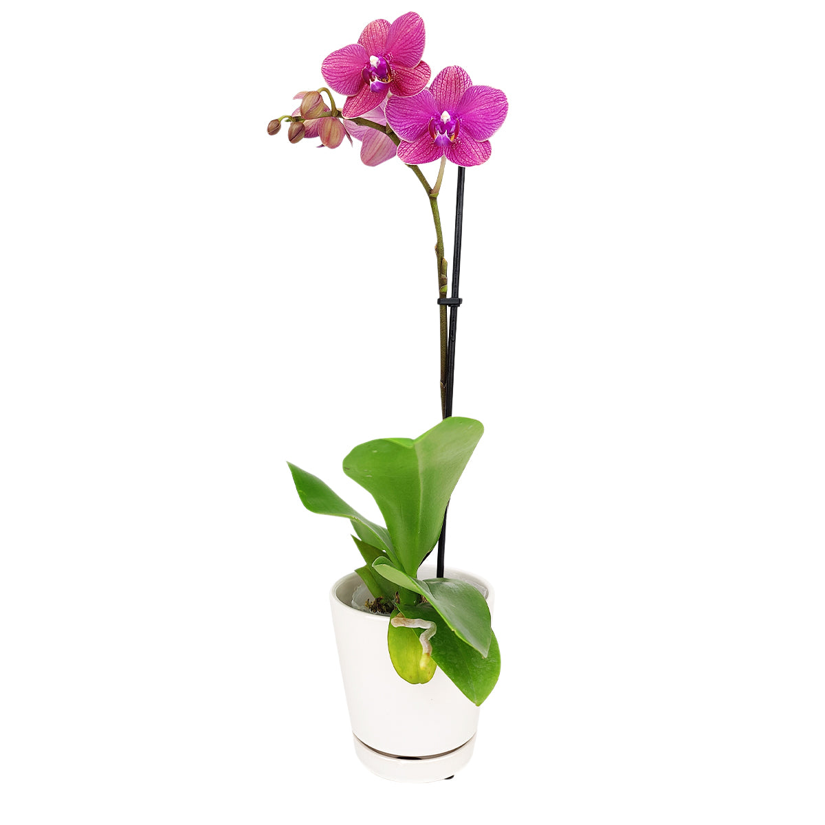 orchid plants, orchid pot, orchid, orchid flowers, orchid pots with holes, live orchid plants, phalaenopsis orchid, pink orchid flowers