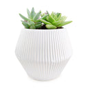 Succulent Arrangement in Ceramic Pot, rosette succulents, colorful succulents, stunning succulent arrangement for home and office decor, random succulents in ceramic pots