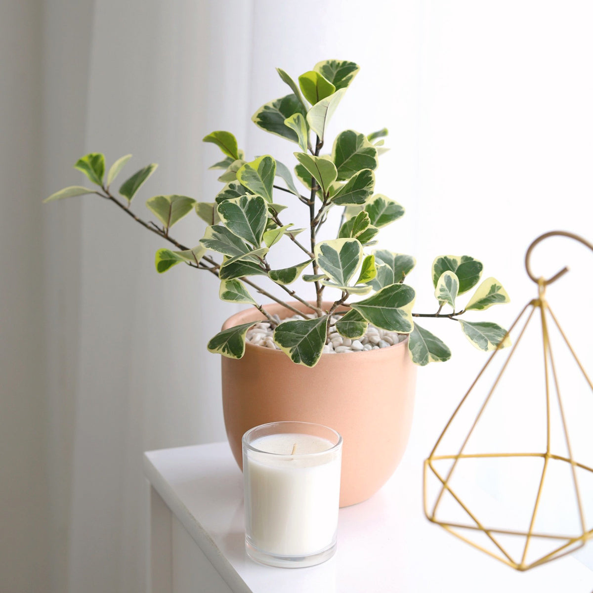 6 inch Variegated Ficus Triangularis, large houseplant, easy to care indoor plant, best houseplant for decoration, houseplant as gift idea, rare houseplant