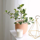rare houseplant, Variegated Ficus Triangularis, Ficus Houseplant, how to care for ficus variegated, easy to care indoor plant