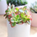 aoenium, aeonium arboreum, succulent plant, Succulents shop near me, succulent care guide, succulent care tips, succulent subscription, succulents garden, succulents store in CA, succulent care, aeonium arboreum in California, How to grow aeonium arboreum