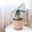 Buy carving terracotta pots online, Indoor outdoor planter pot for sale, Succulent clay pot with drainage hole and saucer