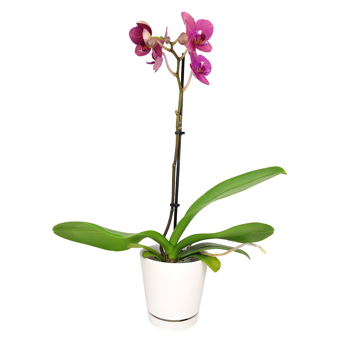 orchid plants, orchid pot, orchid, orchid flowers, orchid pots with holes, live orchid plants, phalaenopsis orchid, pink orchid flowers, flowering houseplants