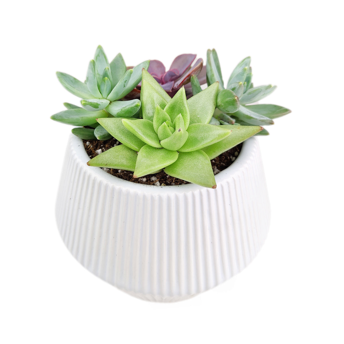 Succulent Arrangement in Ceramic Pot, rosette succulents, colorful succulents, stunning succulent arrangement for home and office decor, random succulents in ceramic pots