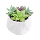 Succulent Arrangement in Ceramic Pot, rosette succulents, colorful succulents, stunning succulent arrangement for home and office decor, random succulents in ceramic pots