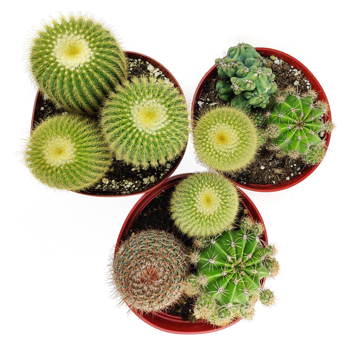 Cactus Garden Arrangement, Cacti, Random Cactus in Pot, Unique Cactus Arrangment, 3 kinds of cactus in pot for sale, How to Grow Cactus