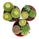 Cactus Garden Arrangement, Cacti, Random Cactus in Pot, Unique Cactus Arrangment, 3 kinds of cactus in pot for sale, cactus for sale