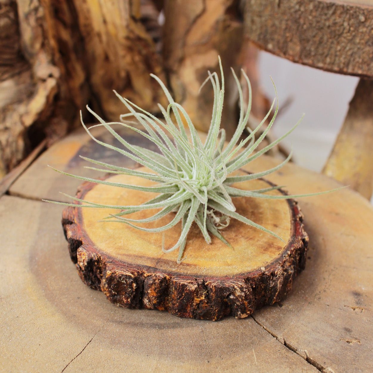 Tillandsia Magnusiana Air Plant Decor Ideas, Live Air Plant Gift Ideas, where to buy airplant online 