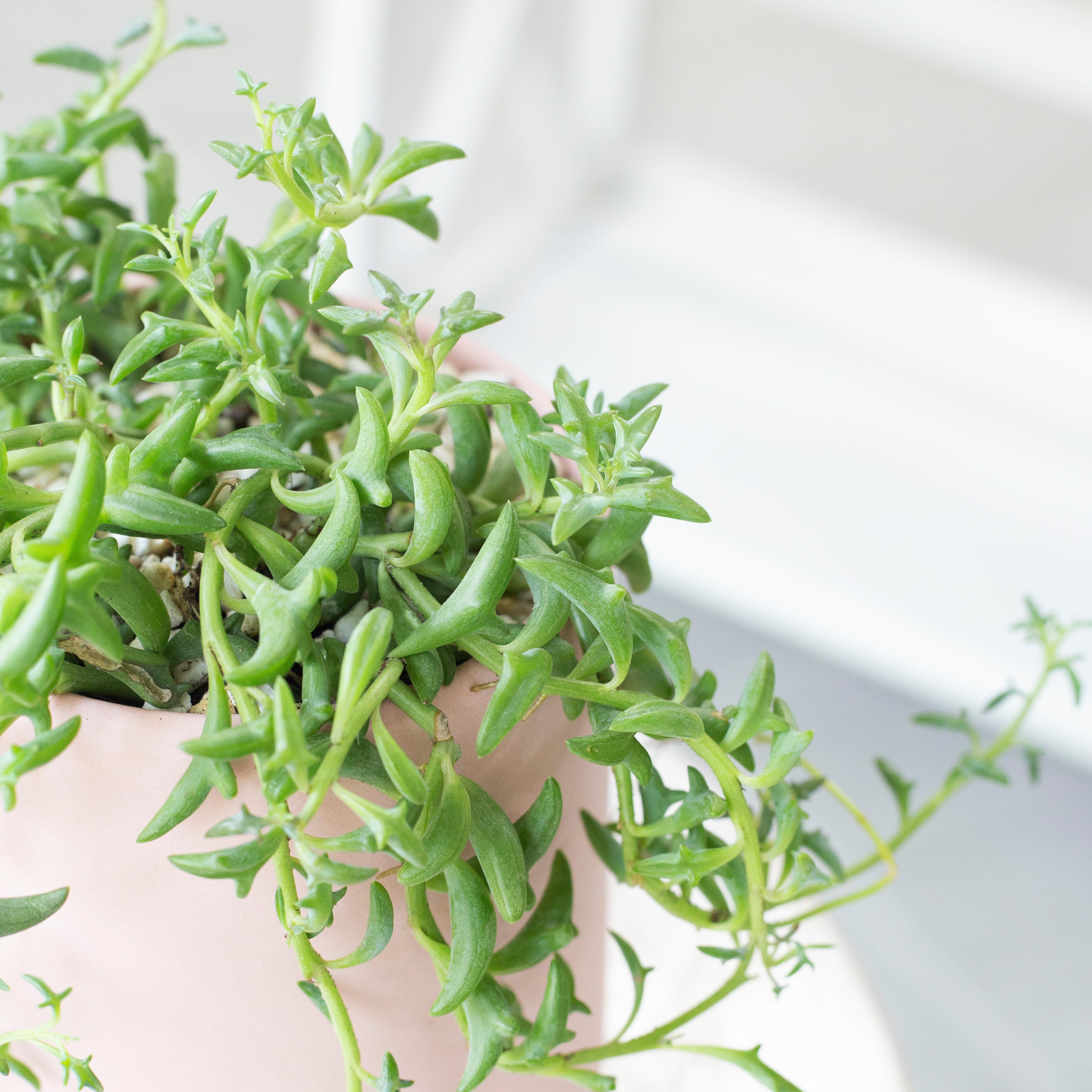 dolphin succulent plant near me String of Dolphins Succulent For Sale