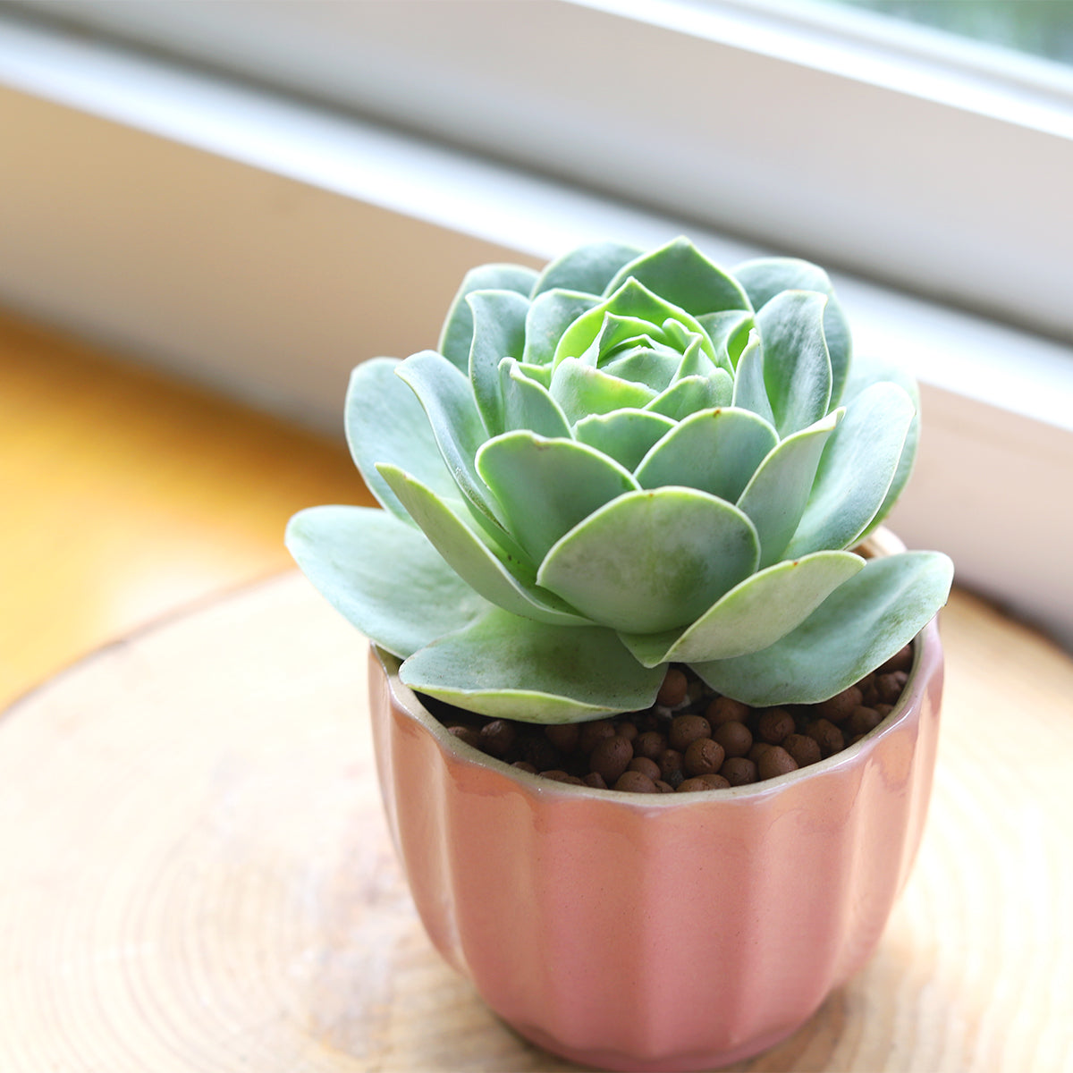 Potted Succulent Plants for Mother&#39;s Day Gifts, Send Succulent Gifts for Mom, Mother&#39;s Day Succulent Gift Box for Sale 2025