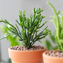 How to grow Dancing Bones, rare succulents, rare succulents for sale, unique succulents, buy succulents online, rare succulent, succulent shop, unusual succulents, succulent store, succulents online