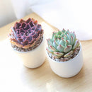 Live Echeveria Collection, Set of 6-20 Rooted Rosette Plants, Colorful Pastel Succulent Sampler, Premium Plant Lover Gift