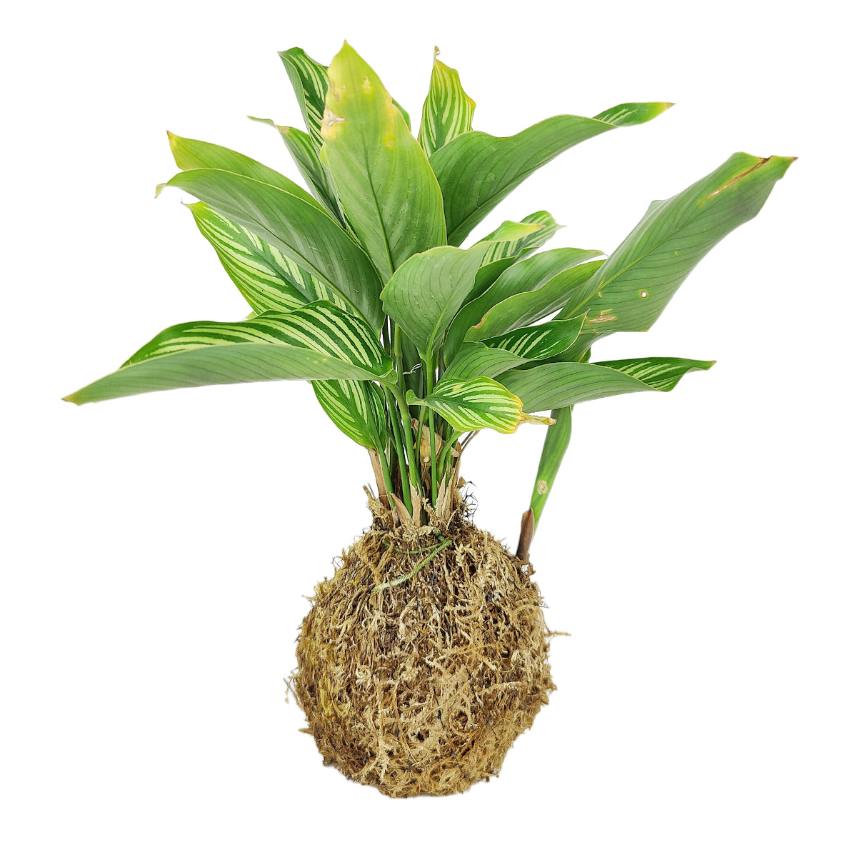 Types of kokedama plant for sale, Buy Kokedama Plants Online, Shop for Kokedama plants online