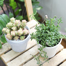 Valentines Day Gifts for Her 2024, Best Valentines Day Ideas for Him, 2024 Valentine&#39;s Day Gifts For Him, Succulent Gifts for Valentine&#39;s Day, Succulents For Valentine&#39;s Day, Succulent Plant Gift Ideas For Valentine&#39;s Day