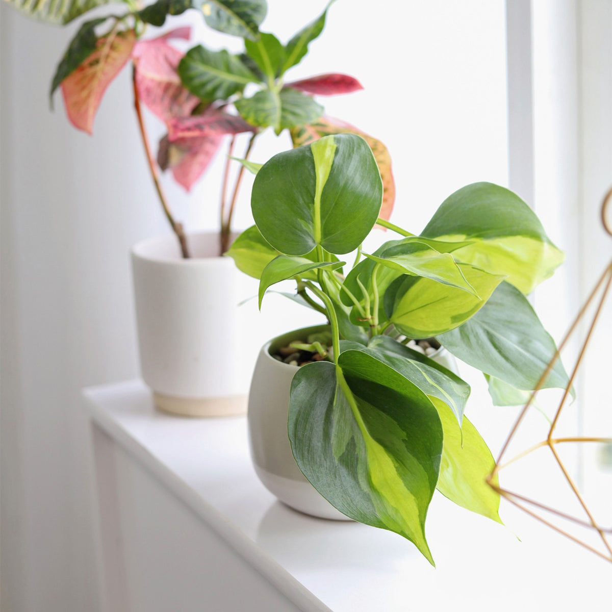 buy philodendrons Philodendron Cordatum Brasil