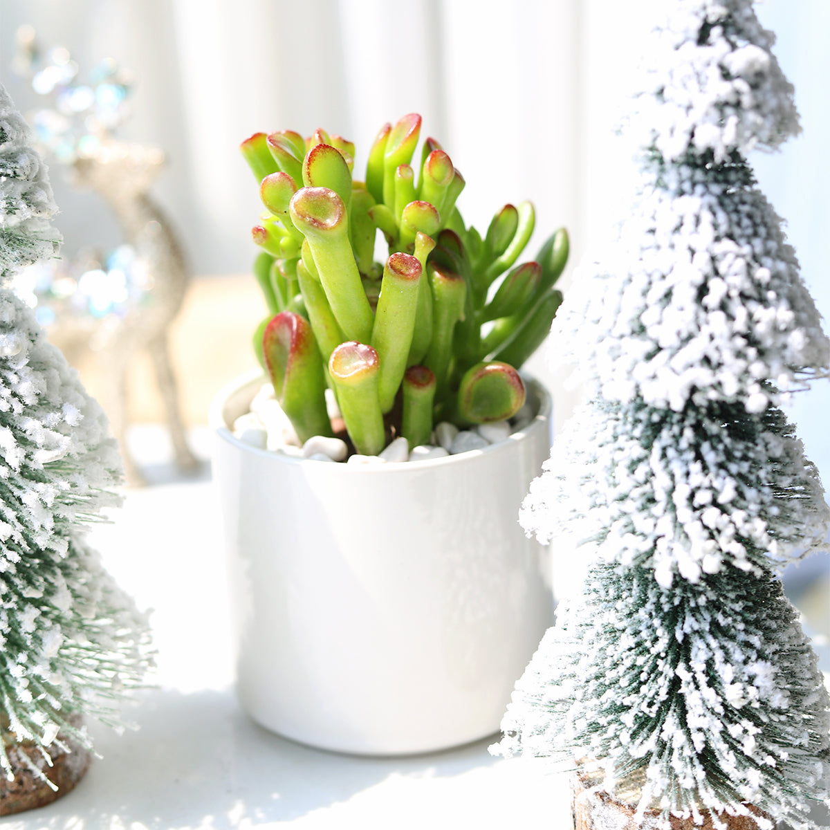 Crassula Ovata Gollum Jade Succulent for sale, Lucky plant for home decor, Live succulent gift ideas, Christmas succulent decor ideas