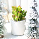 Crassula Ovata Gollum Jade Succulent for sale, Lucky plant for home decor, Live succulent gift ideas, Christmas succulent decor ideas
