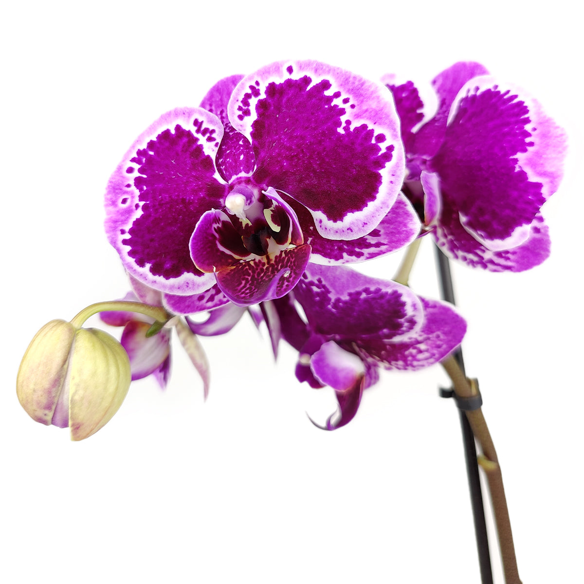 orchid plants, orchid pot, orchid, orchid flowers, orchid pots with holes, live orchid plants, phalaenopsis orchid, purple orchid flowers, flowering houseplants