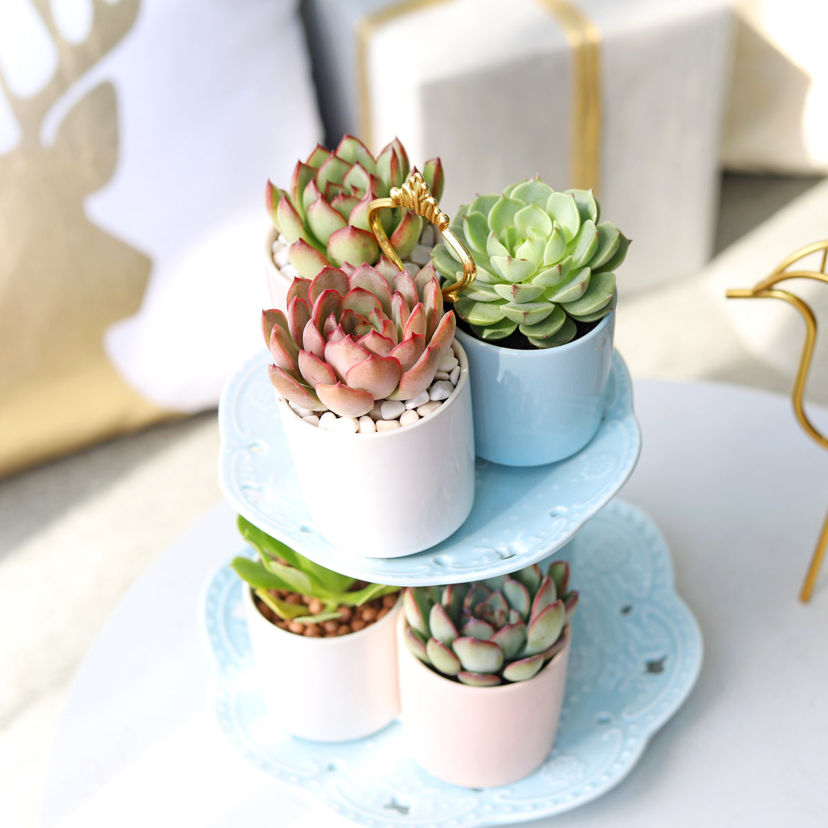 Stylish and versatile ceramic plant pots for sale online, Stylish pots are perfect for succulents, cacti, and air plants, Buy 3 Pack Modern Cylinder Pots at Succulents Box