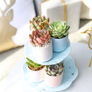 blue cylinder ceramic pot, blue ceramic pot for sale, 2 inch blue ceramic pot, stylish pots are perfect for succulents, cacti, and air plants