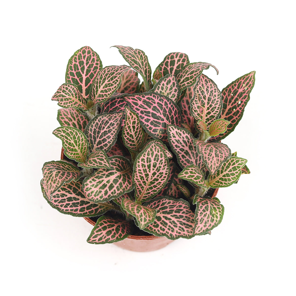 Pink Nerve Plant Fittonia for sale, Buy Lucky Plant online, Feng Shui Houseplant for Gift Decor Ideas
