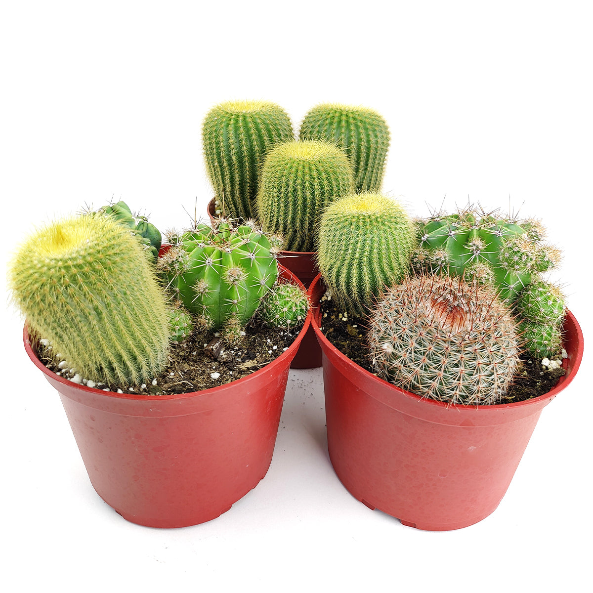 Cactus Garden Arrangement, Cacti, Random Cactus in Pot, Unique Cactus Arrangment, 3 kinds of cactus in pot for sale, Cactus Collection