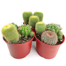 Cactus Garden Arrangement, Cacti, Random Cactus in Pot, Unique Cactus Arrangment, 3 kinds of cactus in pot for sale, cactus for sale