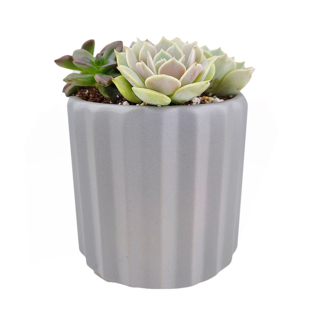 Succulent Arrangement in Grey Ceramic Faux Cement, rosette succulents, colorful succulents, stunning succulent arrangement for home and office decor