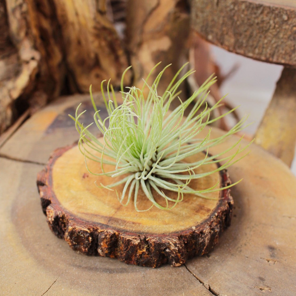 Tillandsia Andreana Air Plant for Sale, Unique Air Plants for Home Decor Ideas, Live Air Plant as Gift