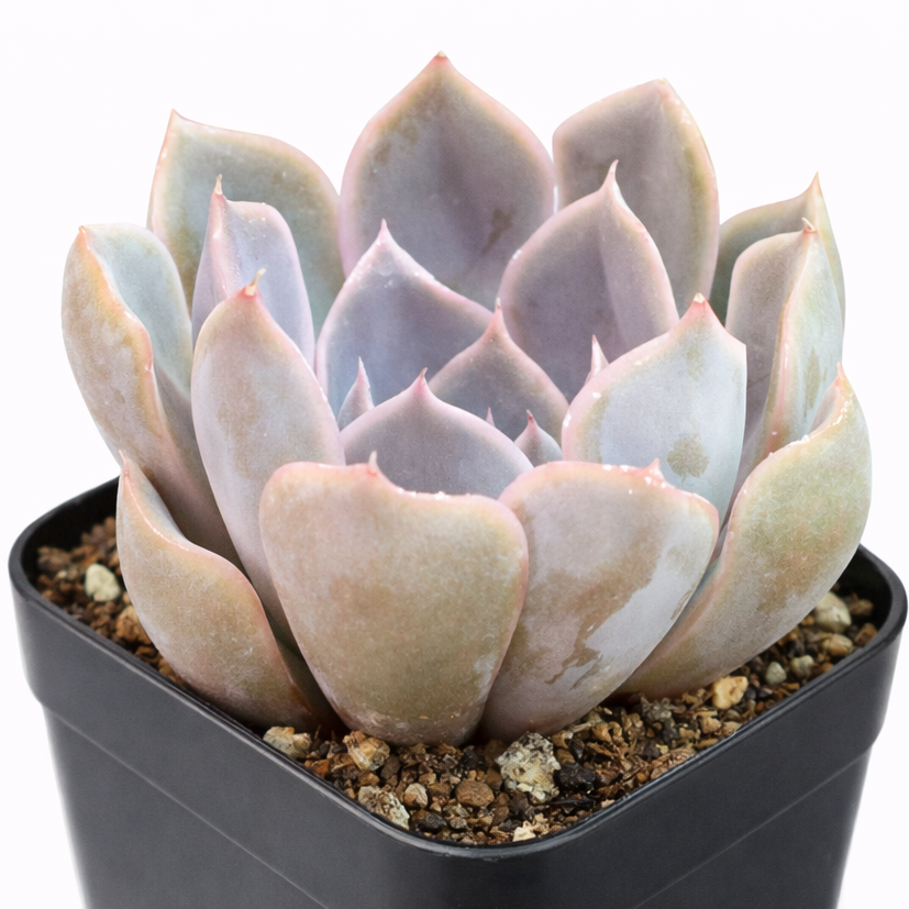 buy succulents online, rare succulent, succulent shop, unusual succulents, succulent store, succulents online