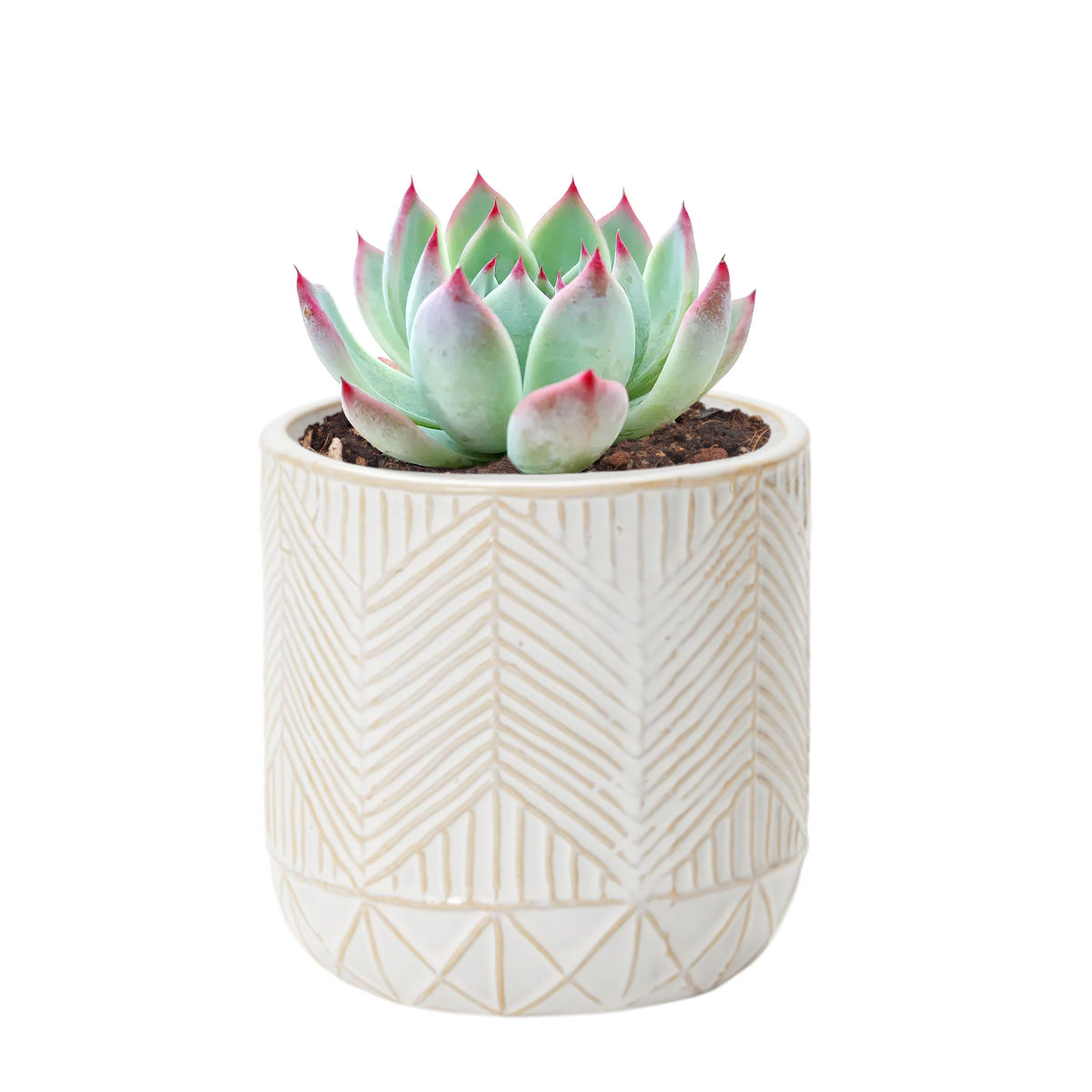 Whitcomb White Ceramic Pot, Whitcomb White Ceramic Pot for sale, Whitcomb Ceramic Pot, 3 inch Whitcomb White Ceramic Pot, pots for succulents, succulent pots