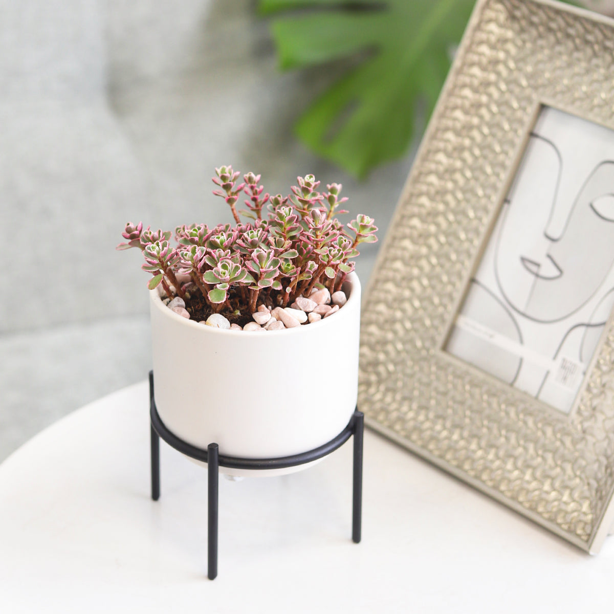 4 inch White Ceramic Planter with Stand for Succulent &amp; Houseplant, White Planter with Stand for Sale, Buy 4 inch White Ceramic Pot with Black Metal Stand for Indoor Corner and Outdoor Plants, compact plant pot for indoor plant