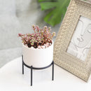4 inch White Ceramic Planter with Stand for Succulent &amp; Houseplant, White Planter with Stand for Sale, Buy 4 inch White Ceramic Pot with Black Metal Stand for Indoor Corner and Outdoor Plants, small plant pot for home and office