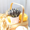 Echeveria Black Prince Succulent, indoor succulents, echeveria, echeveria succulent, echeveria types, succulent echeveria, buy succulents online, succulent shop, succulent store, echeveria plant, carer tips for growing echeveria succulent plants