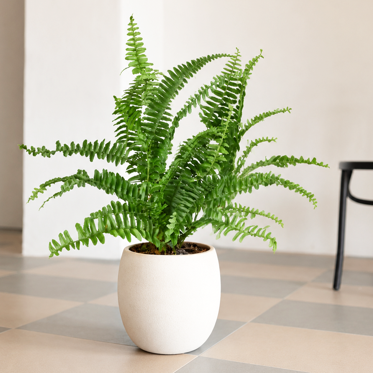 Air Purifying plants, 4 inch houseplant for sale, buy live plants online, decorative houseplant variety pack, indoor plants for home and office, tropical foliage plant collection, easy care air purifying plants