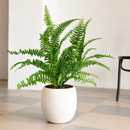 Air Purifying plants, 4 inch houseplant for sale, buy live plants online, wellness inspired indoor plant set, ornamental foliage plants for home decor, nursery grown live houseplants, indoor jungle starter collection