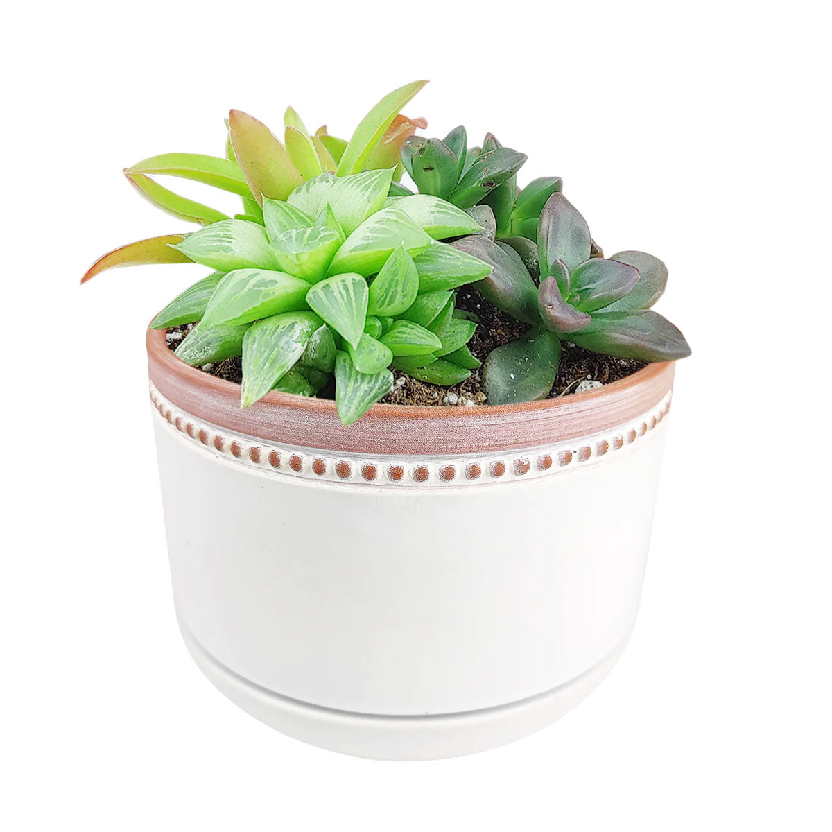 Succulent Arrangement in White Ceramic Bowl Planter with Coral Rim