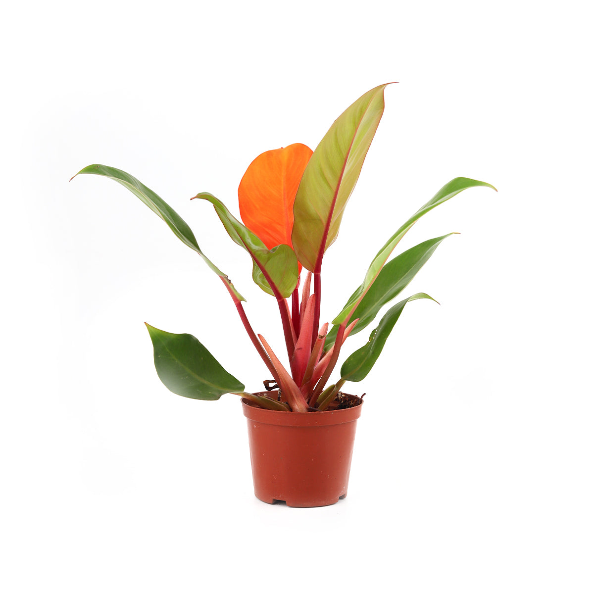 Philodendron Cherry Red, 4 inch colorful houseplants, houseplants for sale, buy houseplants online