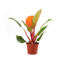 Philodendron Cherry Red for sale, buy houseplants online, plants for tabletop, houseplants in ca