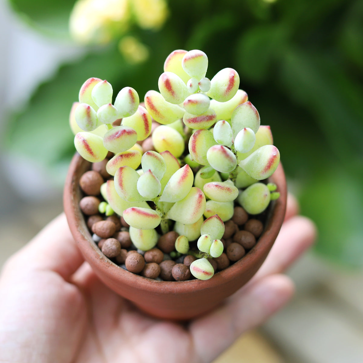 Cotyledon Pendens, Cliff Cotyledon succulent plant for sale, Live succulent gift ideas