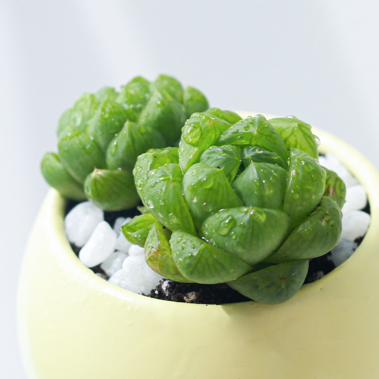 succulent window Window Haworthia Succulent