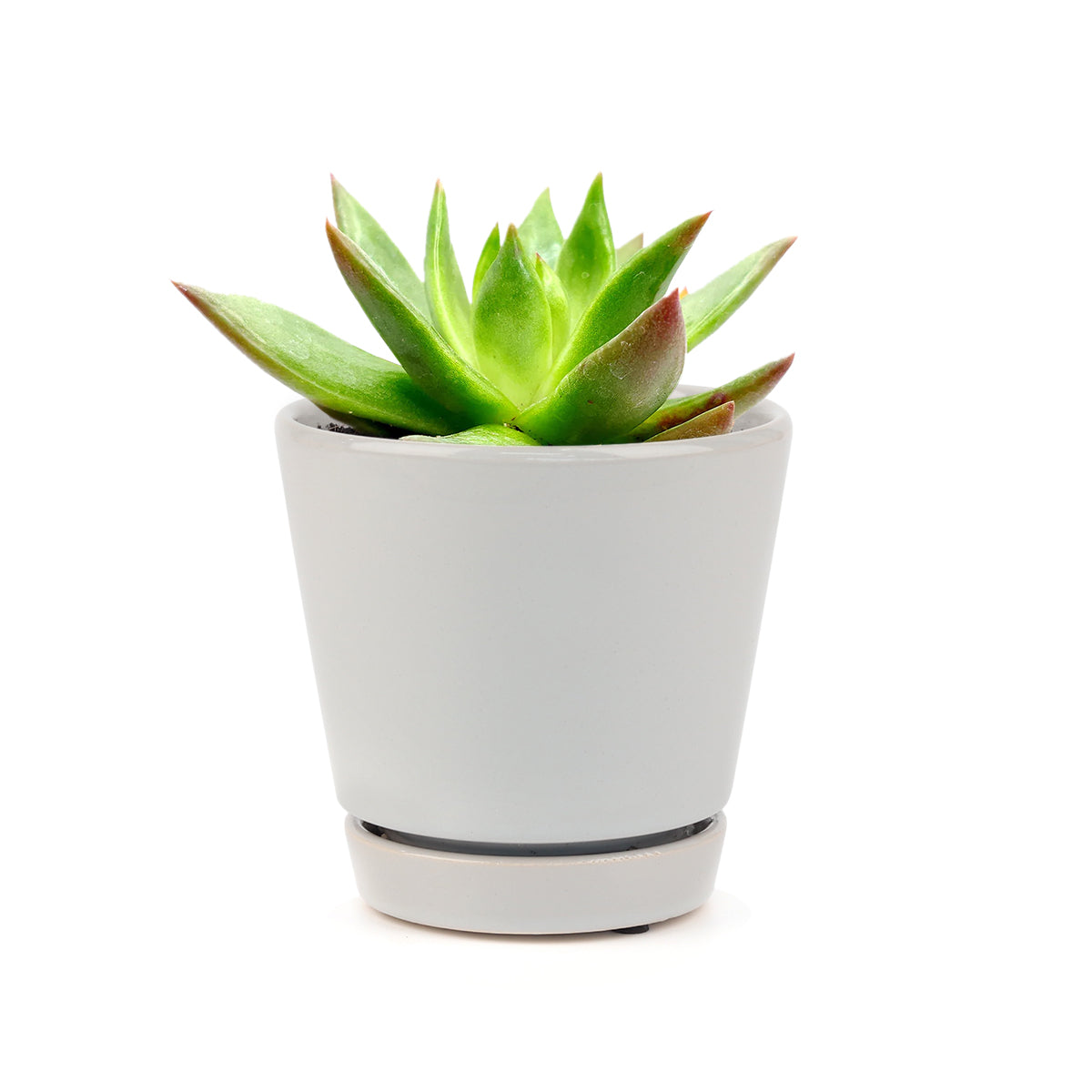 Succulent Christmas Gift Ideas, Christmas Gift Ideas for Succulent Lovers, Holiday Succulent Planter, Holiday Decorating with Succulents, rose-shaped succulent for sale, 4 inch echeveria agavoides christmas in decorative ceramic pot for sale