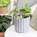 5&quot; Vertical Ridge Pattern Round Ceramic Flower Pot for Home Office Decor, 5&quot; White Vertical Stripes Ceramic Cylinder Houseplant Pot, Decorative Ceramic Flower Pot 5 inch Size, 5 inch Glazed Ceramic Planter with Drainage Hole for Succulent and Houseplant