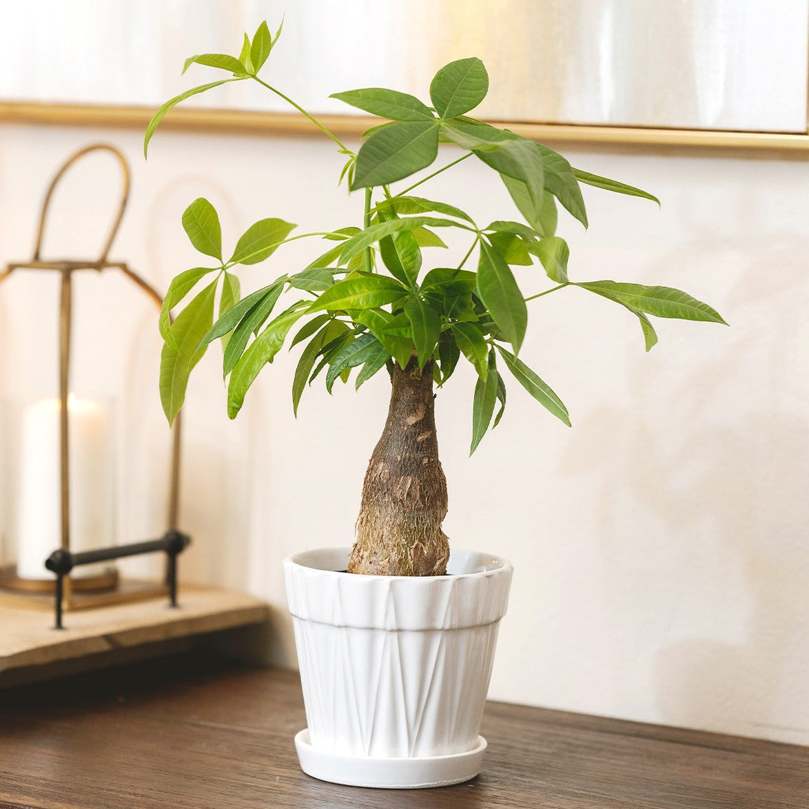 Pachira Stump Money Tree in decorative pot for sale, houseplant decor ideas