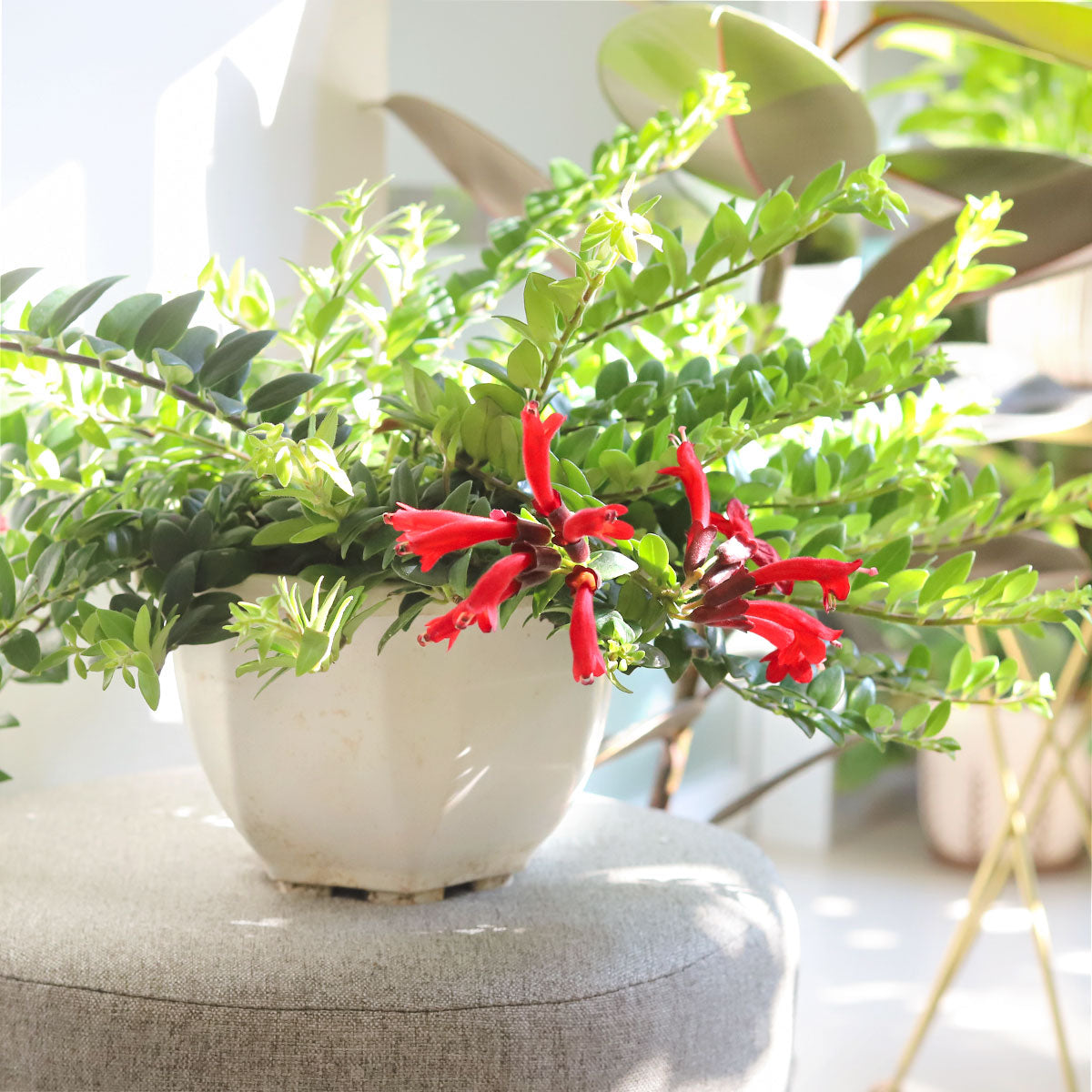Aeschynanthus Radicans Red Lipstick Vine Plant, Buy Trailing Houseplants Online, Red tubular flowers houseplant