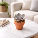 Clay Terracotta Mini Pot Pack
