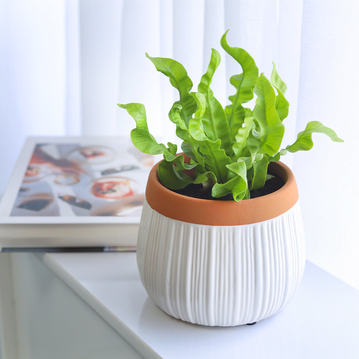white decorative pots for plants 6 inch White Glazed Striped Ceramic Planter with Terracotta Rim